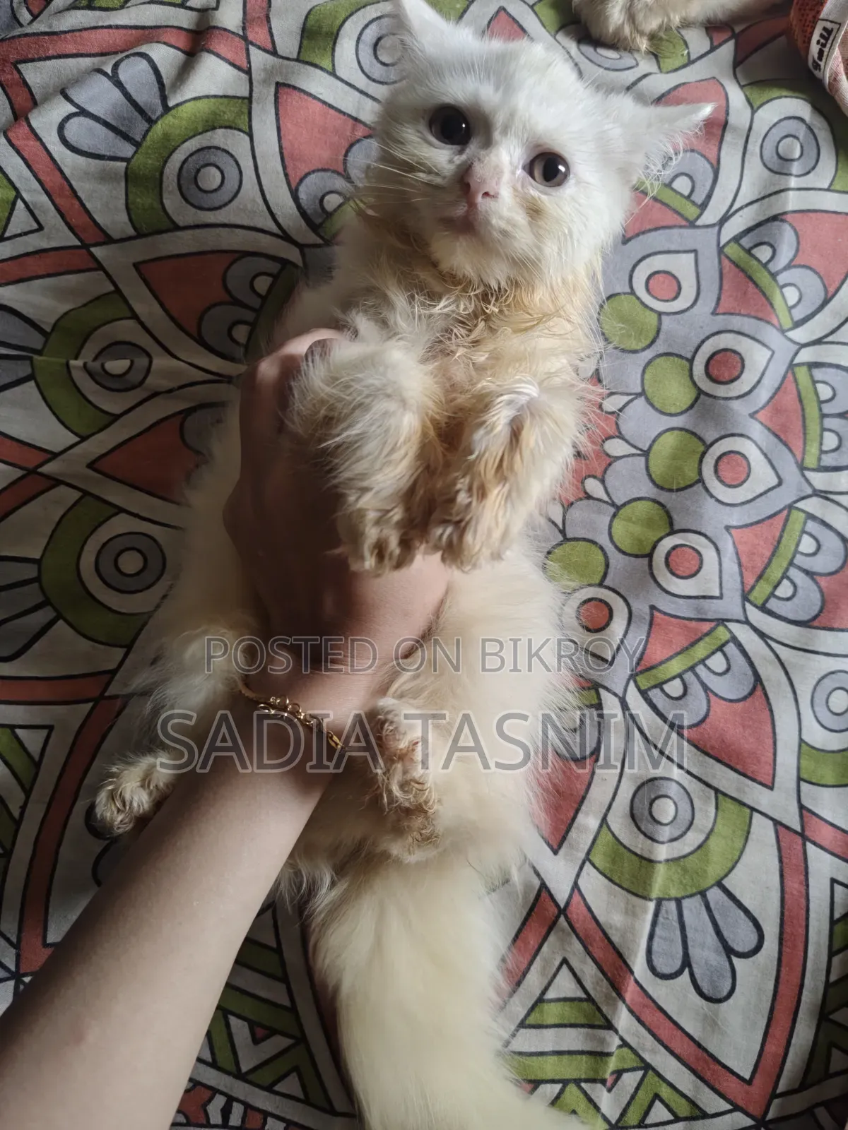 1-3 Months Female Purebred Persian