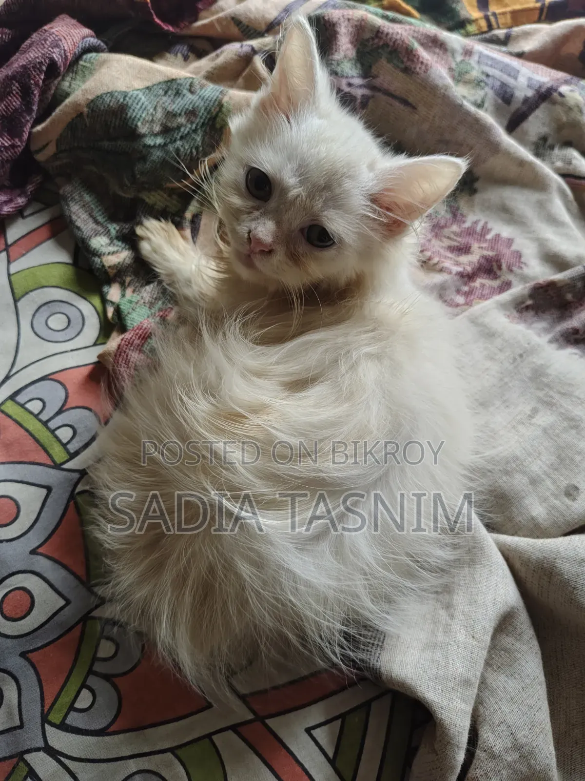 1-3 Months Female Purebred Persian