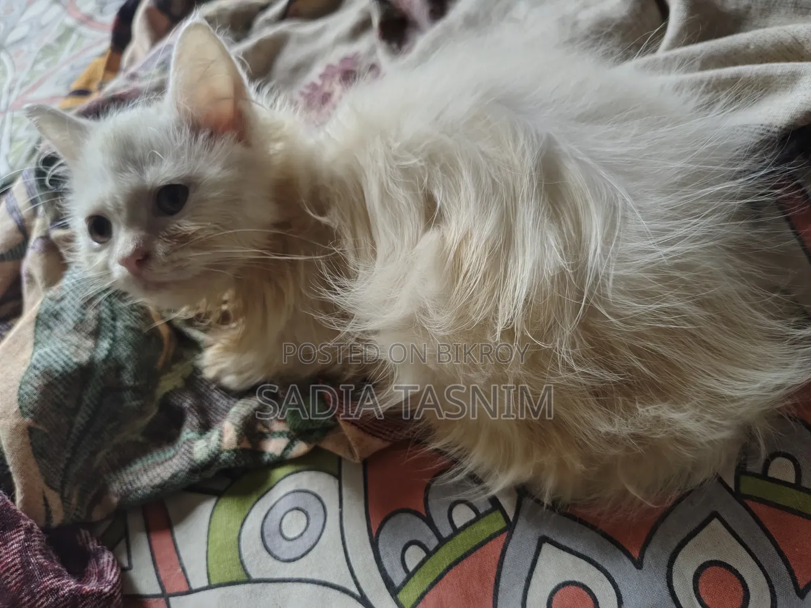 1-3 Months Female Purebred Persian