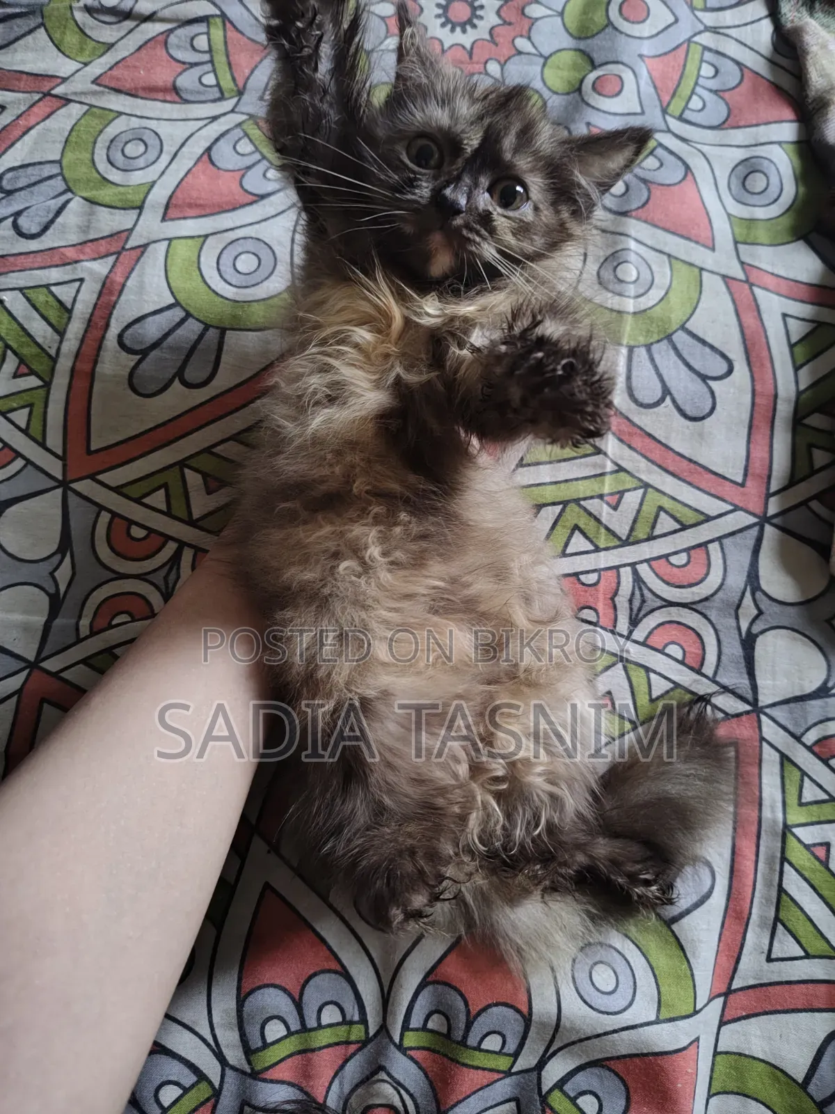 1-3 Months Female Purebred Persian