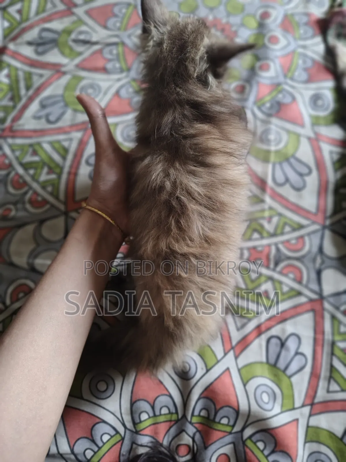 1-3 Months Female Purebred Persian