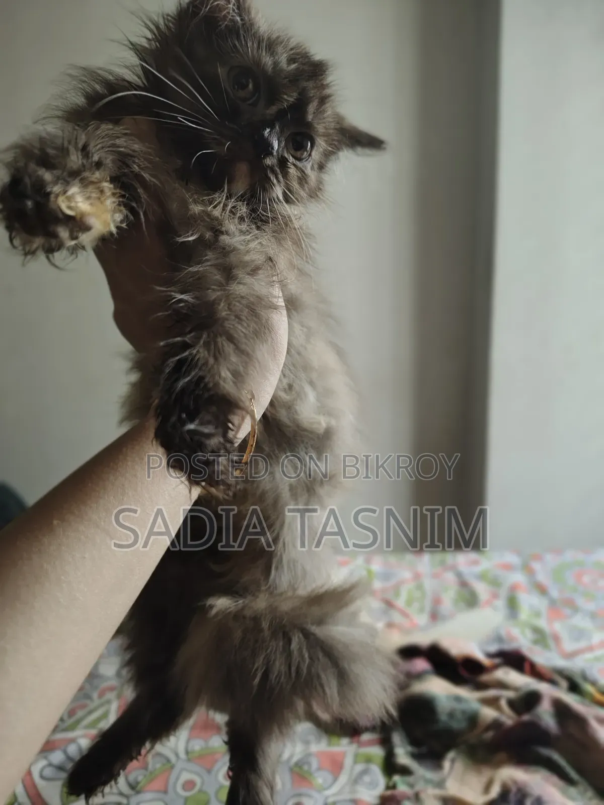 1-3 Months Female Purebred Persian