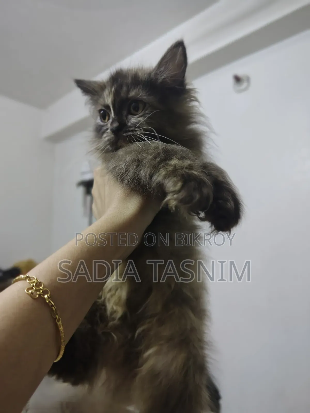 1-3 Months Female Purebred Persian