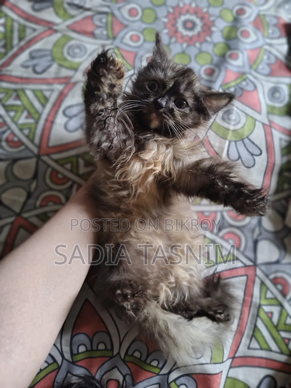 1-3 Months Female Purebred Persian