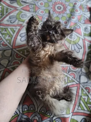 1-3 Months Female Purebred Persian
