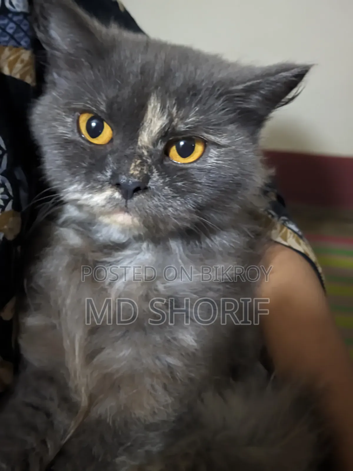 1+ Year Female Purebred Persian