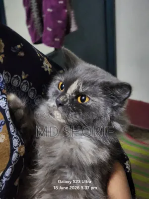 1+ Year Female Purebred Persian