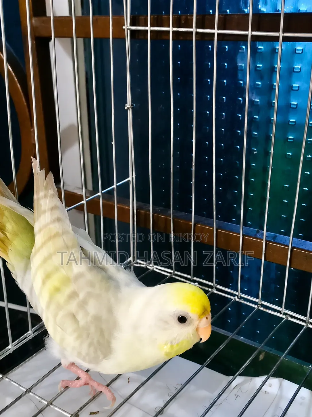 Budgerigar Female Bird