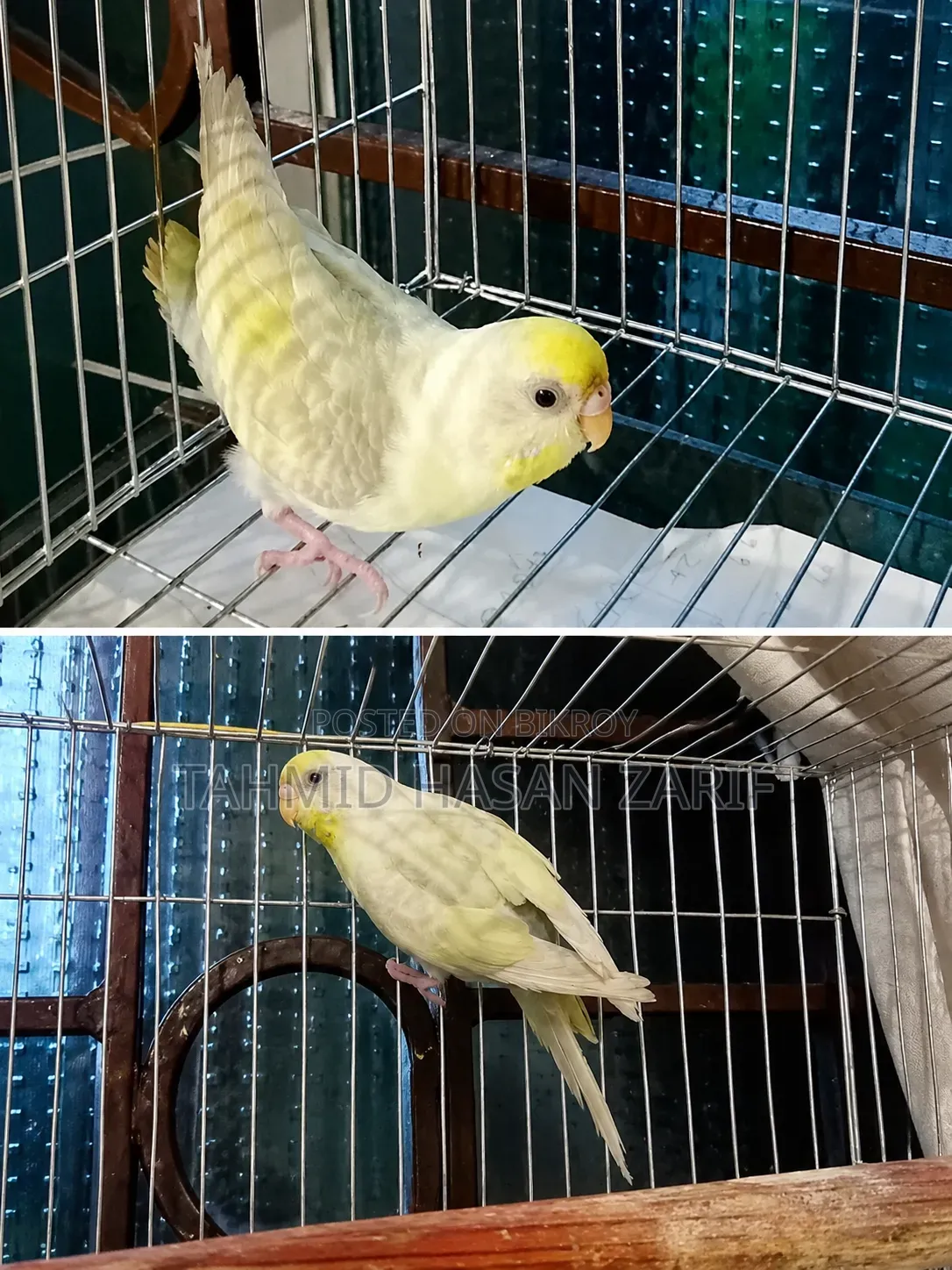 Budgerigar Female Bird