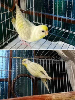 Budgerigar Female Bird