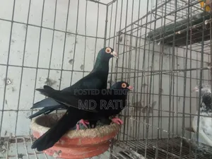 হোমার কবুতর