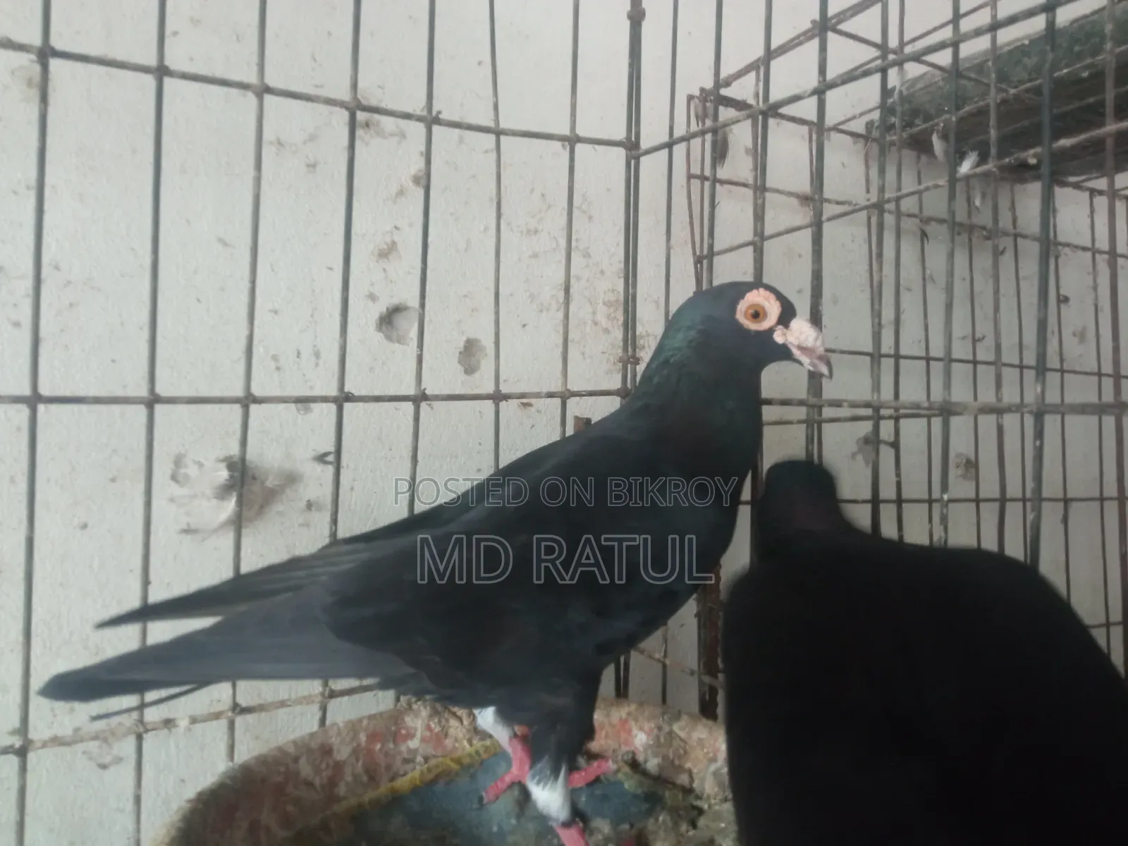 হোমার কবুতর
