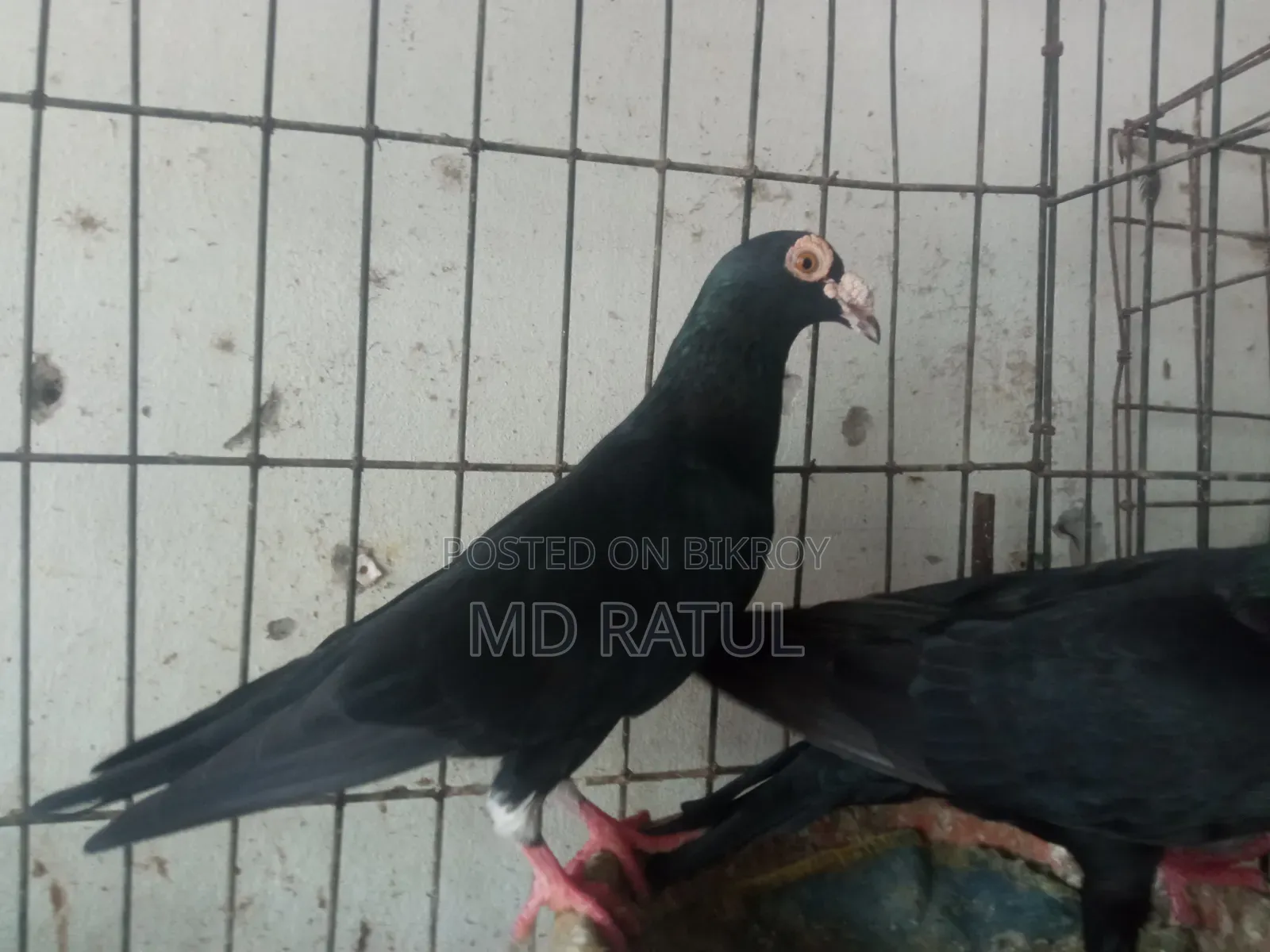 হোমার কবুতর