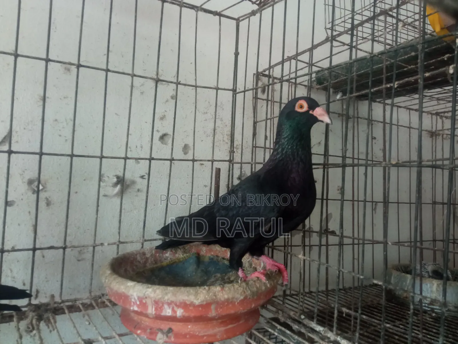 হোমার কবুতর