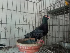 হোমার কবুতর