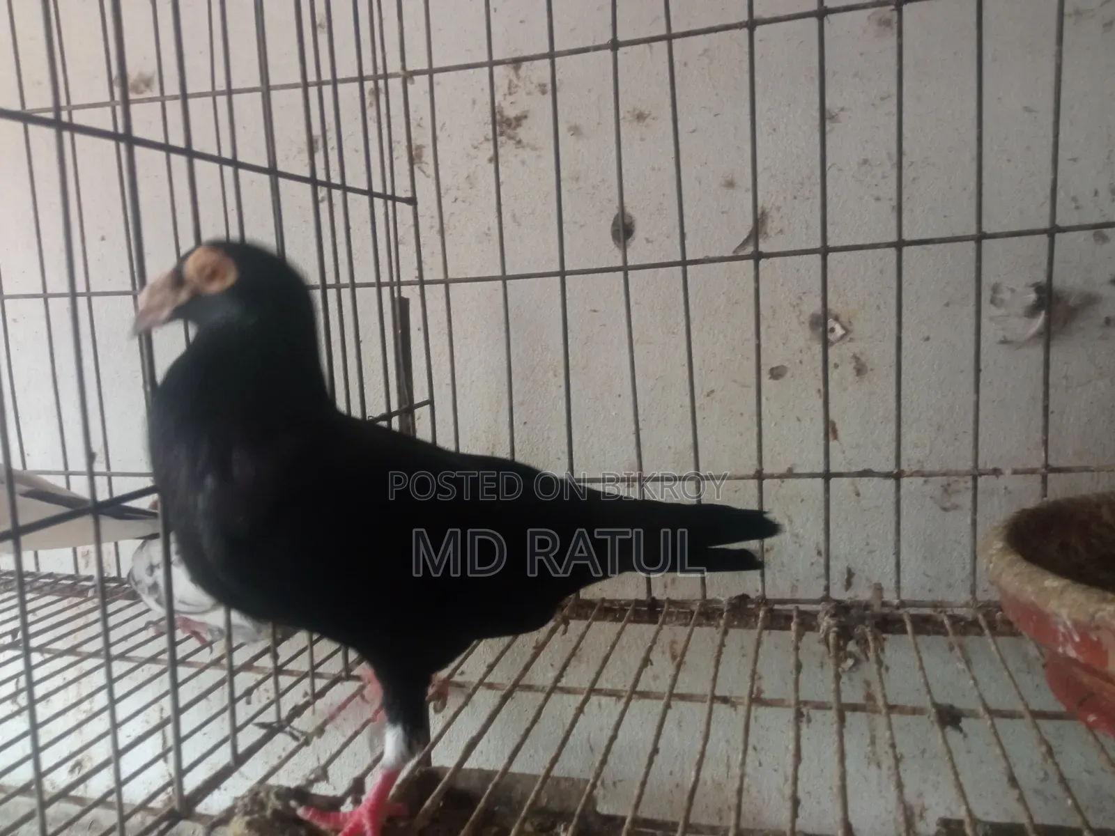 হোমার কবুতর