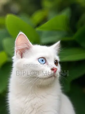 1-3 Months Female Purebred Persian