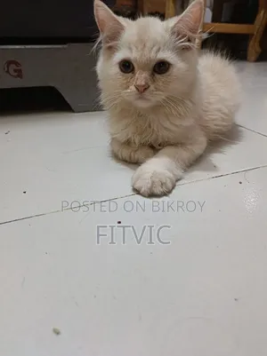 1-3 months Male Purebred Persian