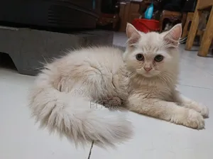 1-3 months Male Purebred Persian
