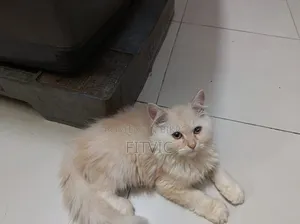 1-3 months Male Purebred Persian