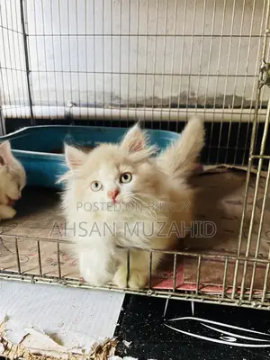 1-3 Months Female Purebred Persian