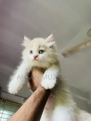 1-3 Months Female Purebred Persian