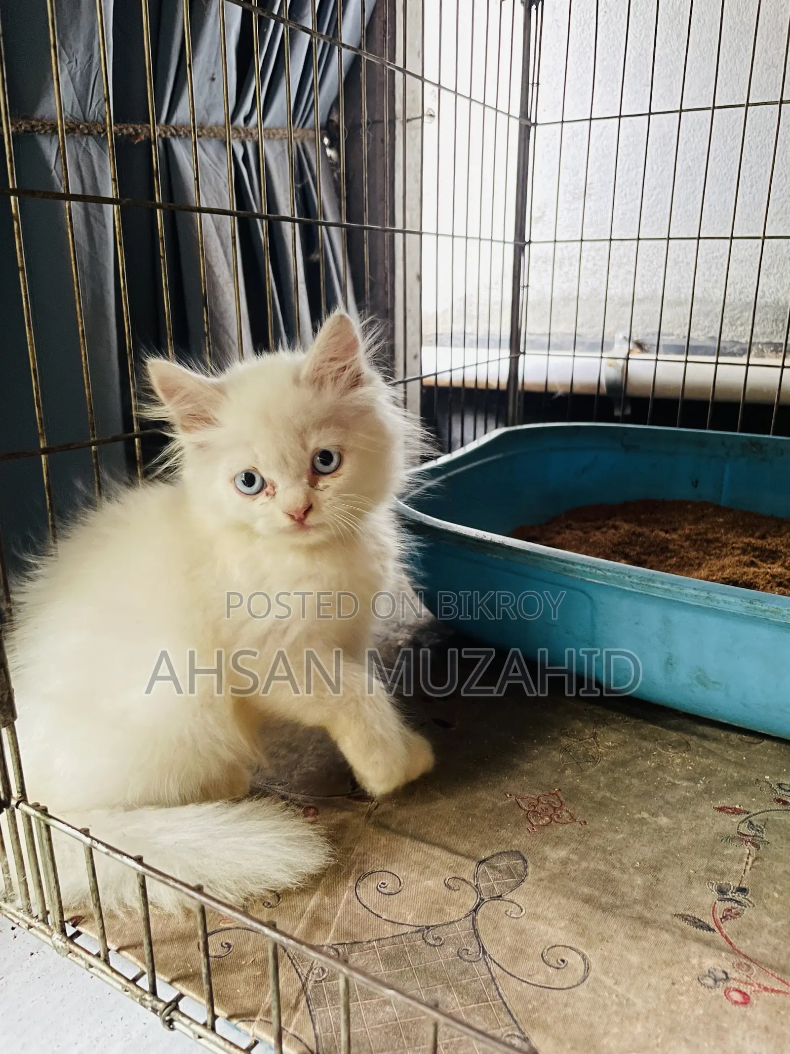 1-3 Months Female Purebred Persian