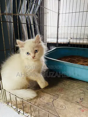 1-3 Months Female Purebred Persian