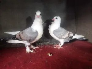 সাটিনের বাচ্চা।