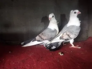 সাটিনের বাচ্চা।
