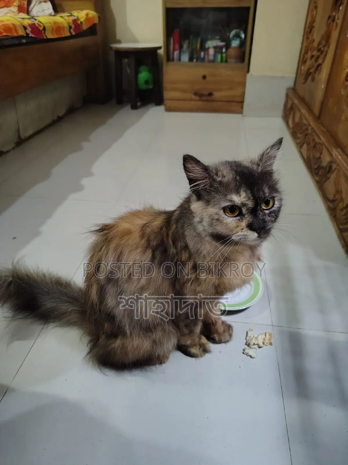 6-12 Months Male Purebred Persian
