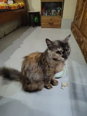 6-12 Months Male Purebred Persian