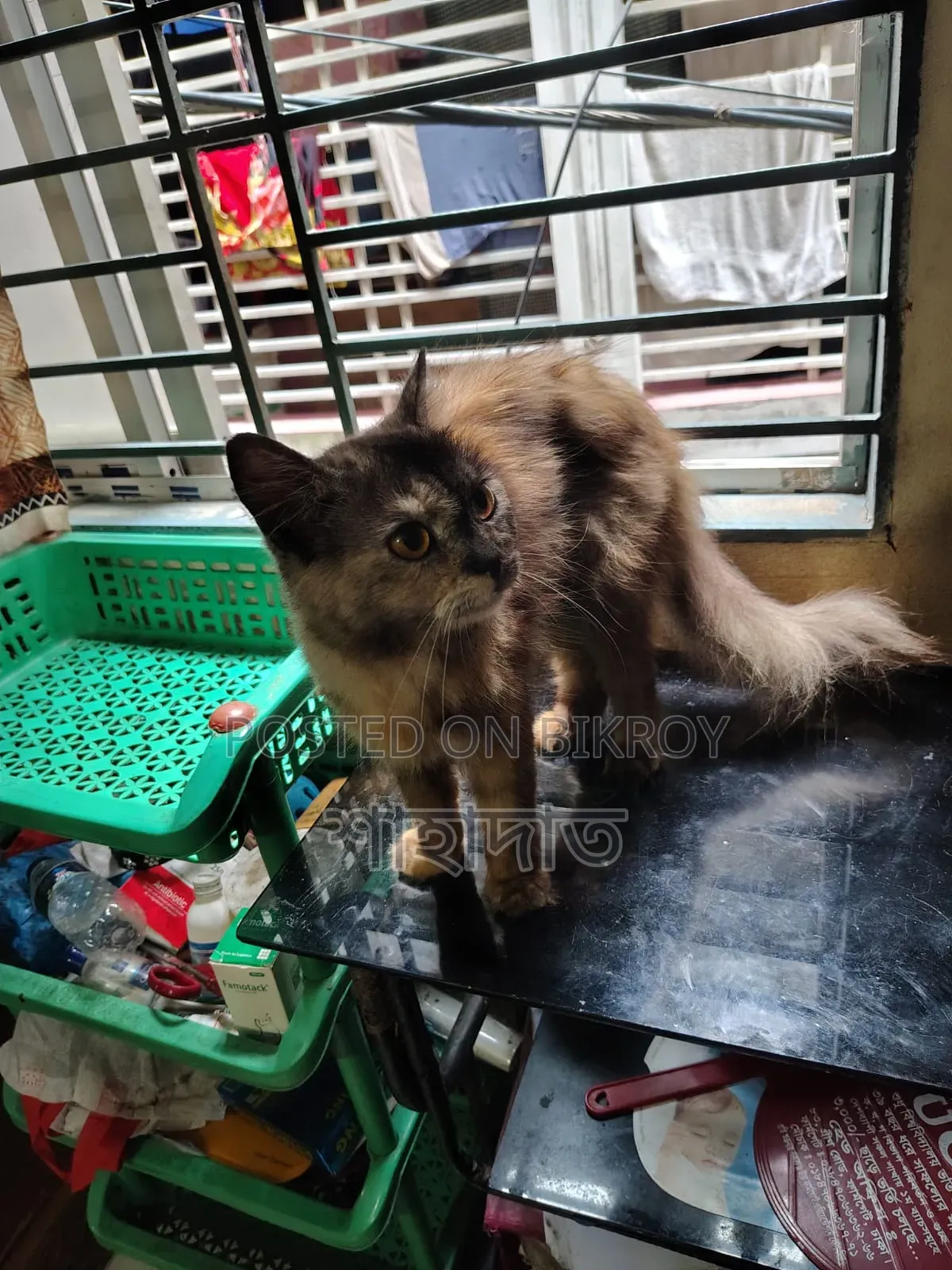 6-12 Months Male Purebred Persian