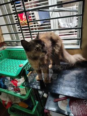 6-12 Months Male Purebred Persian