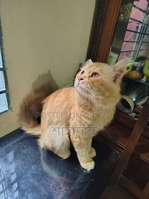 6-12 Months Male Purebred Persian