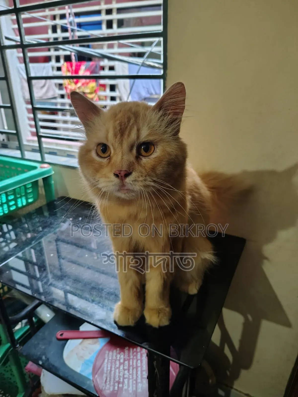 6-12 Months Male Purebred Persian