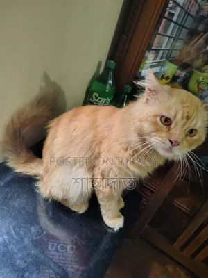6-12 Months Male Purebred Persian