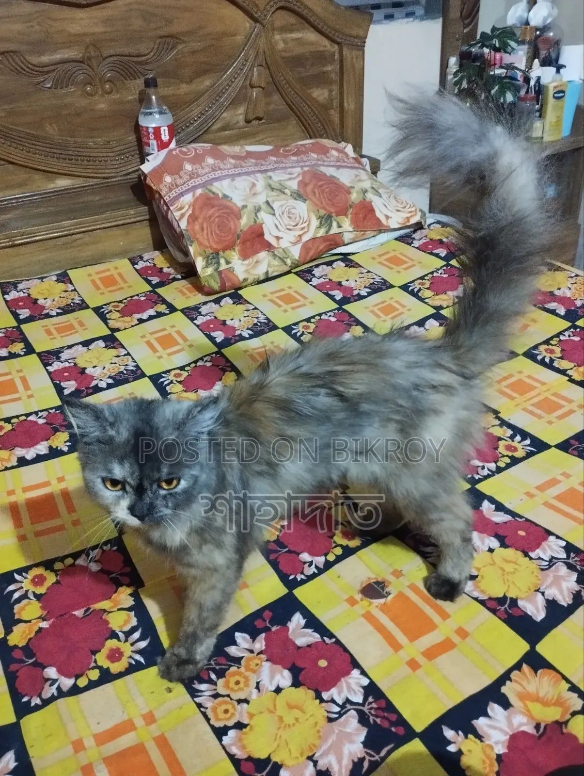 6-12 Months Male Purebred Persian