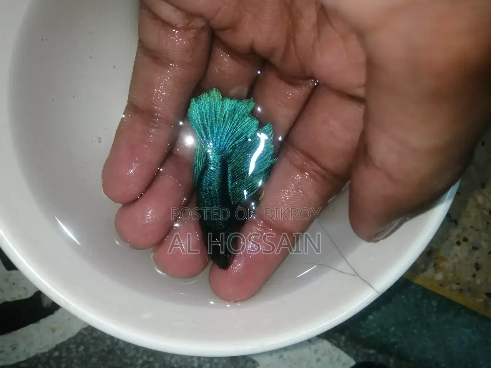 বেটা ফিশ