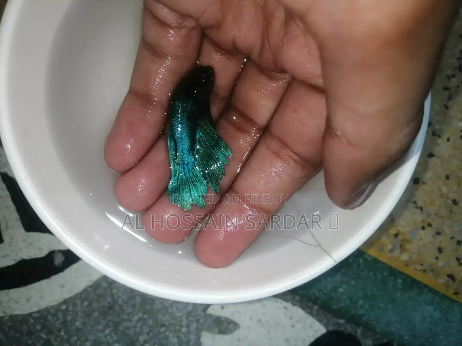 বেটা ফিশ