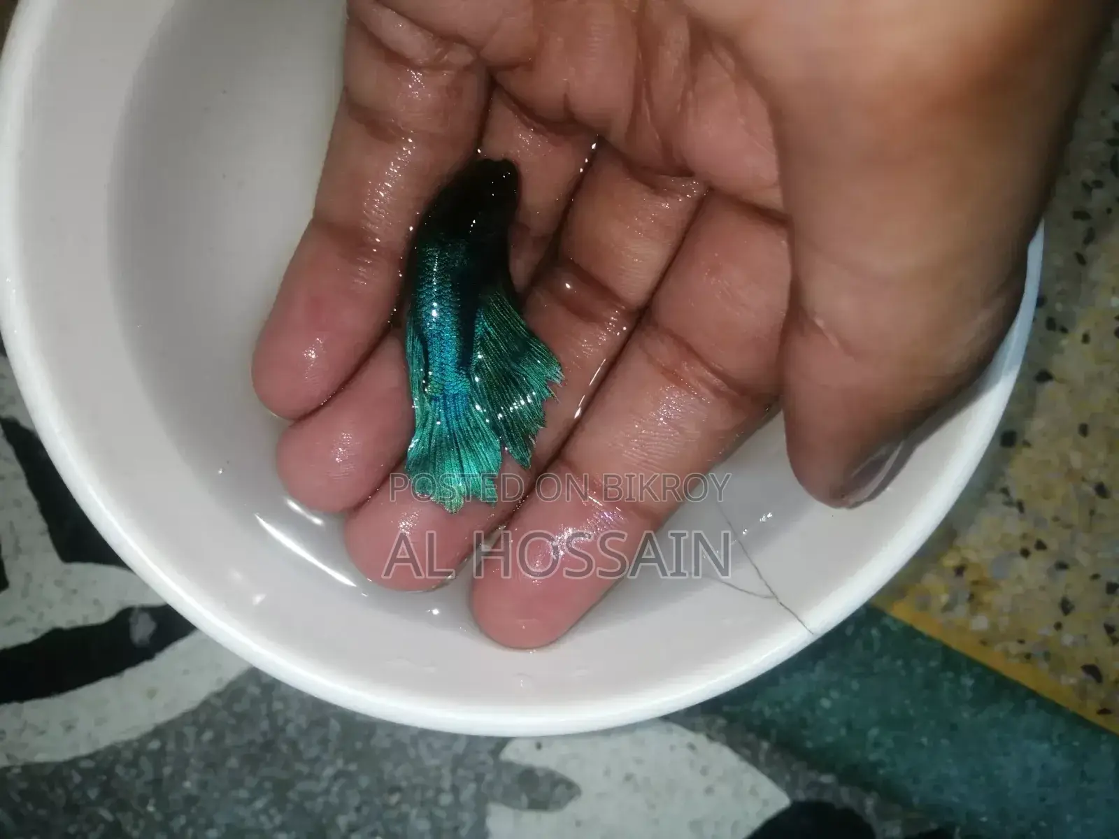 বেটা ফিশ