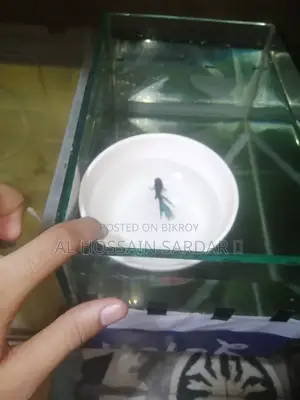 বেটা ফিশ