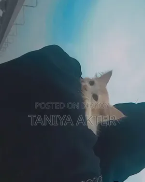 0-1 Month Male Mixed Breed Persian