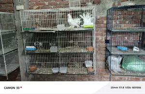 ৪ পিস সেকেন্ড হ্যান্ড খাঁচা
