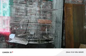 ৪ পিস সেকেন্ড হ্যান্ড খাঁচা