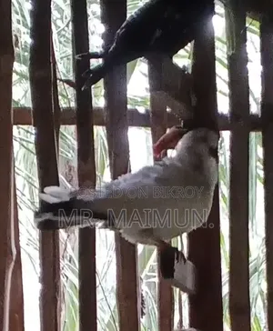 Pijeon Male গিরিবাজ