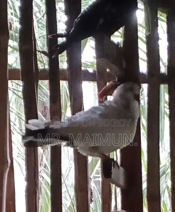 Pijeon Male গিরিবাজ