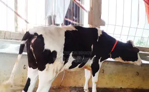No. 1396 Improved Breed Heifer.