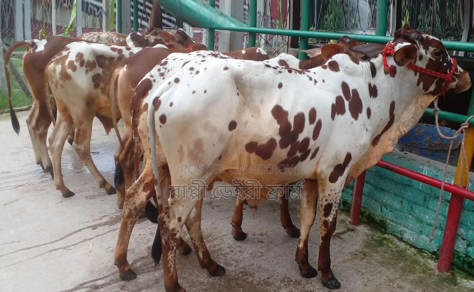 Listing No. 1398: 5 Young Bulls for Sale.