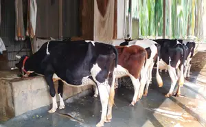 ১৩৯৯নং ৫টি গাভী গরু বিক্রি ।